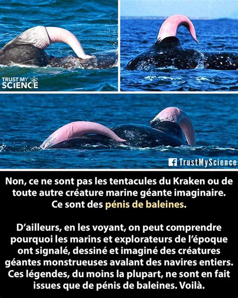 phallus de baleine|Le système reproducteur